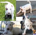 Bull Terrier
